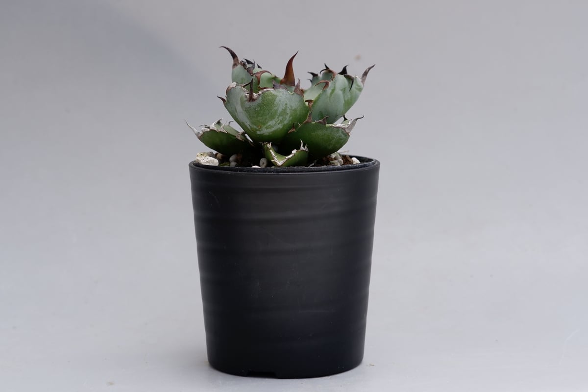 アガベ チタノタ ブラックアンドブルー Agave titanota BB 035 | Sun