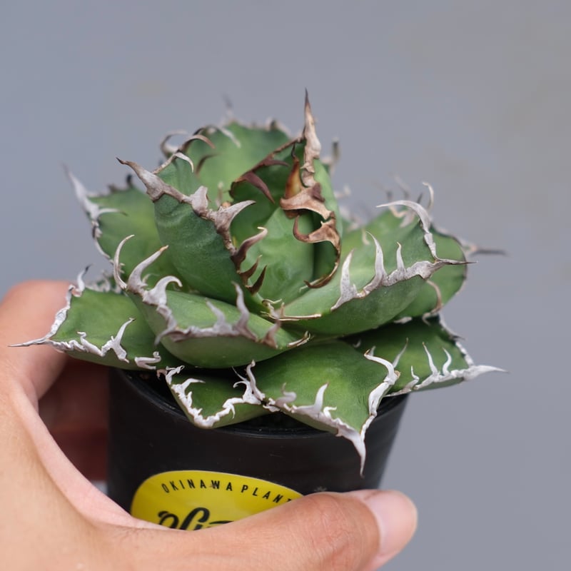 アガベ チタノタ シーザー Agave titanota caesar 169 | Sunny