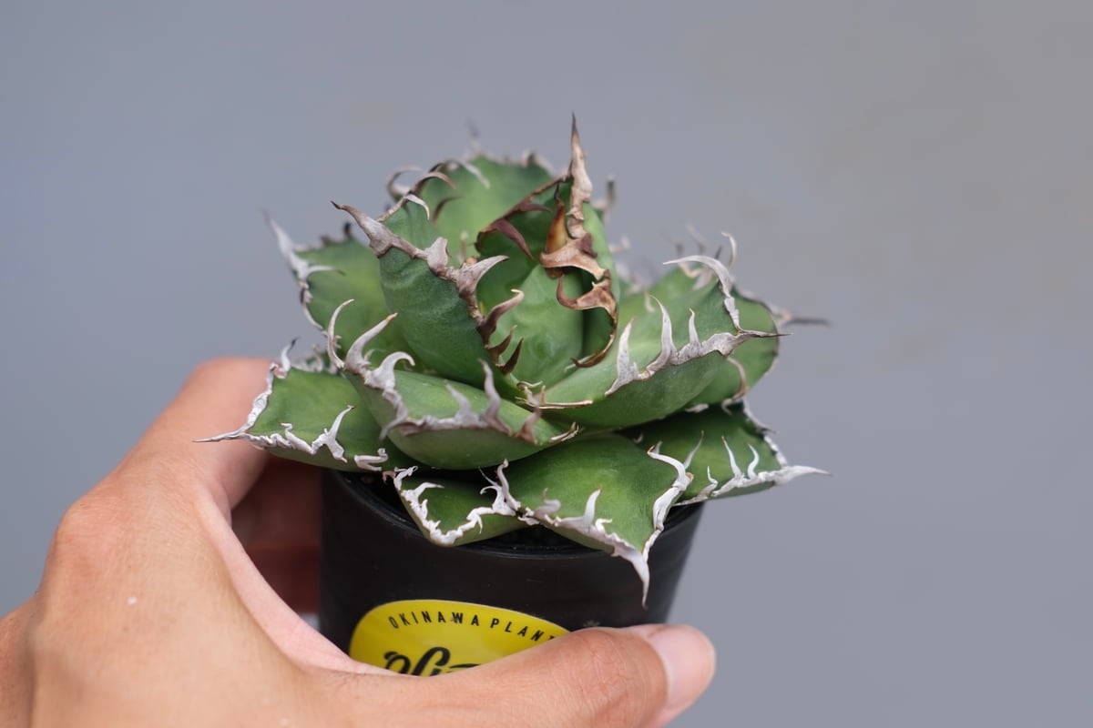 アガベ チタノタ シーザー Agave titanota caesar 169 | Sunny