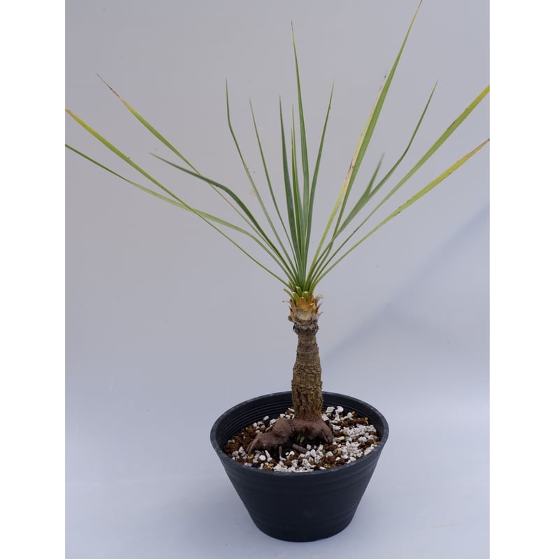 ユッカ ロストラータ 004【幹立ち】 Yucca Rostrata | Sunny Branch ユッカ ロストラータ 004【幹立ち】 Yucca Rostrata | Sunny Branch