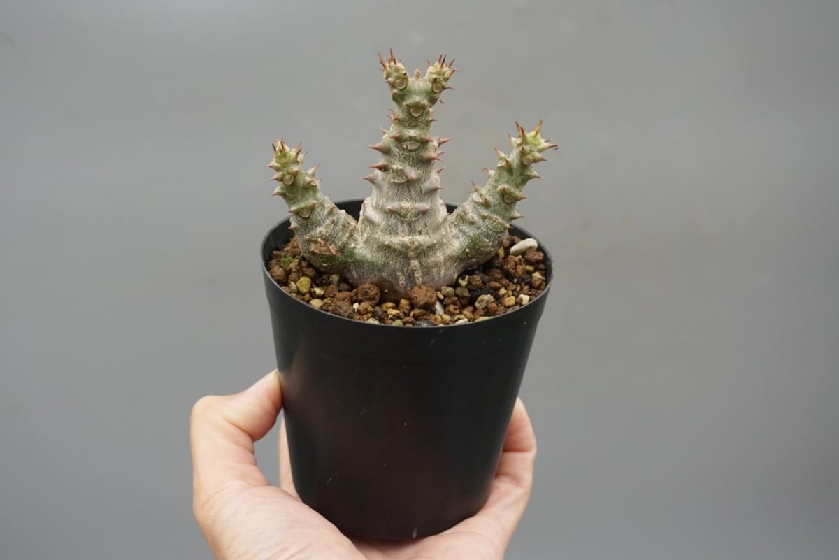 パキポディウム・ウィンゾリー　実生　25-8 パキポディウム ウィンゾリー 【実生】GM2402214 | RAFLUM / ラフラム