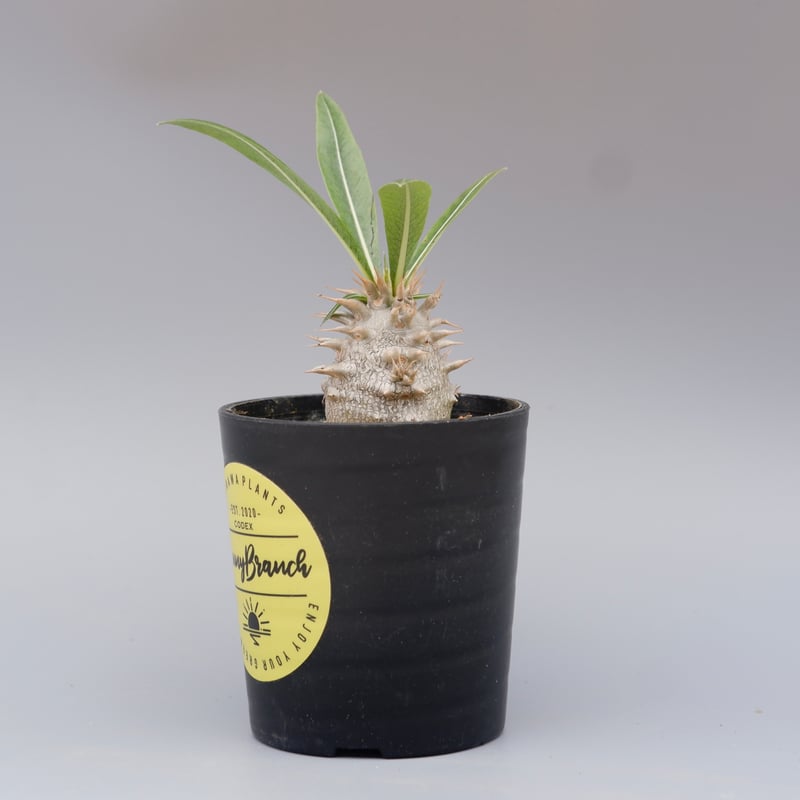 パキポディウム　ロスラーツム実生株 パキポディウム ロスラーツム 実生株 010 Pachypodium rosulatum v
