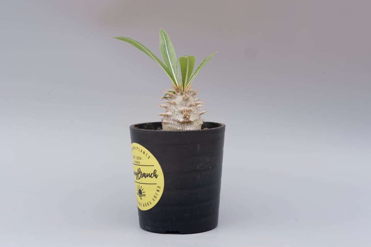 実生 パキポディウム ロスラーツム 【大株】① パキポディウム ロスラーツム 実生株 010 Pachypodium rosulatum v