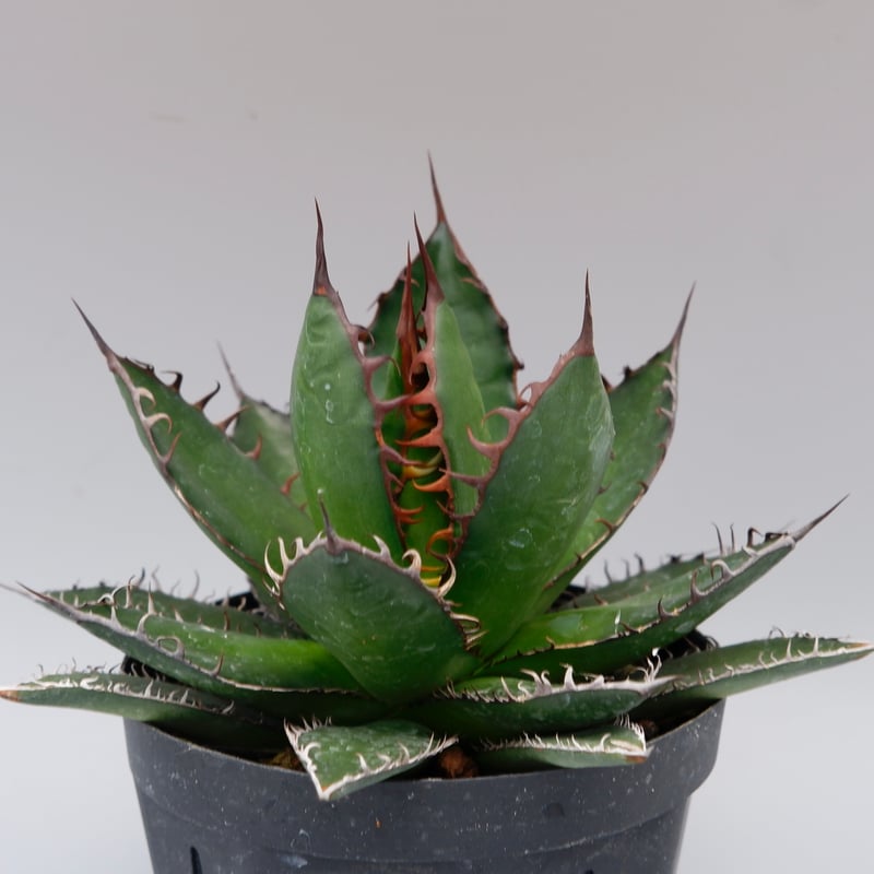 アガベ ホリダ 043 Agave horrida 強棘 | Sunny Branch