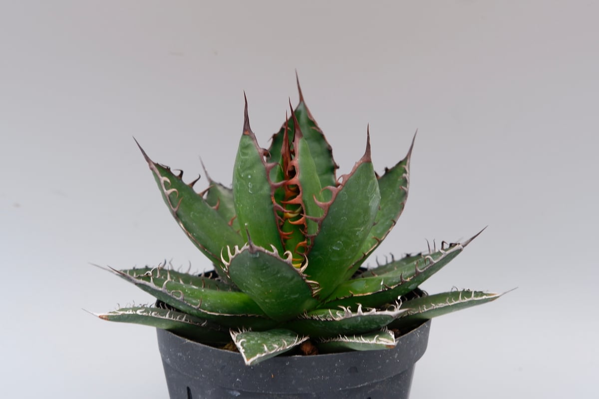 アガベ ホリダ 043 Agave horrida 強棘 | Sunny Branch