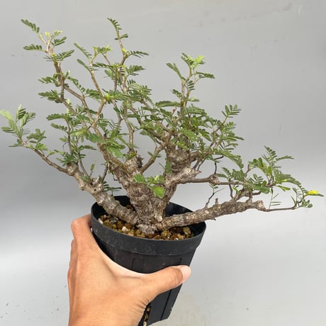 センナメリディオナリス | STORES