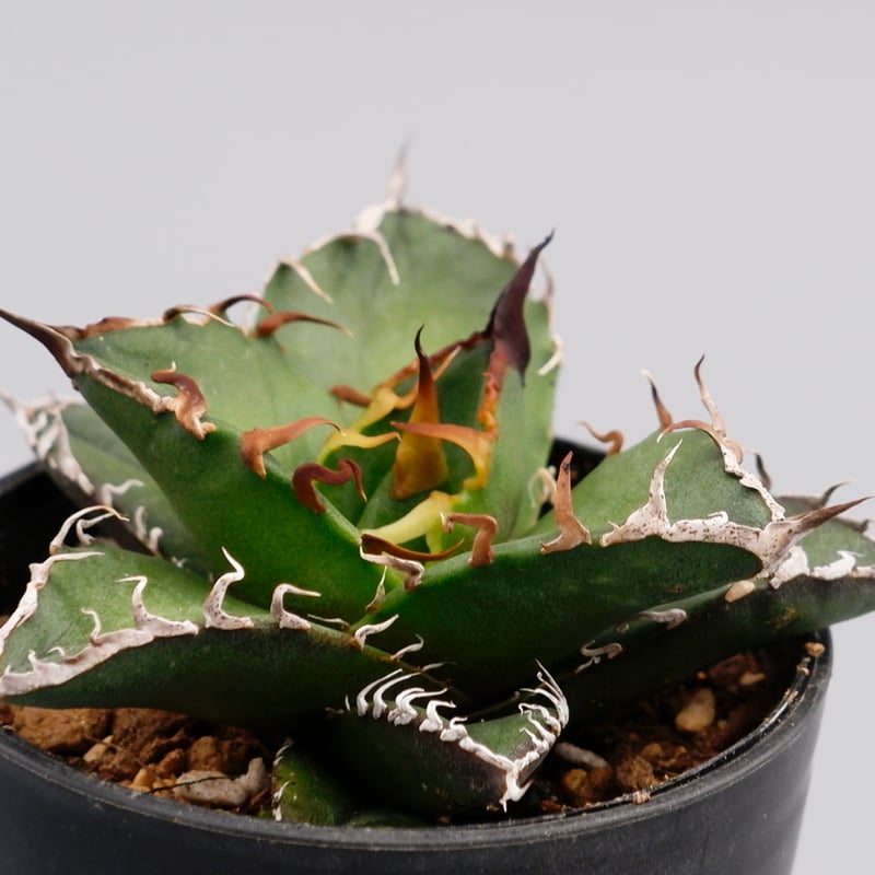 アガベ　チタノタ　シーザー アガベ チタノタ シーザー Agave titanota caesar 088 | Sunny
