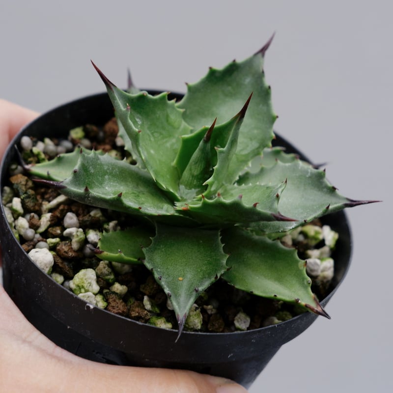 アガベ サロモニー・アガベ マグニフィカ 003 Agave salomonii Agave