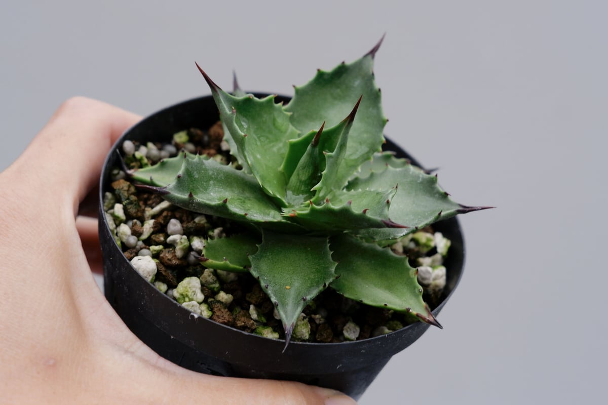 アガベ サロモニー・アガベ マグニフィカ 003 Agave salomonii