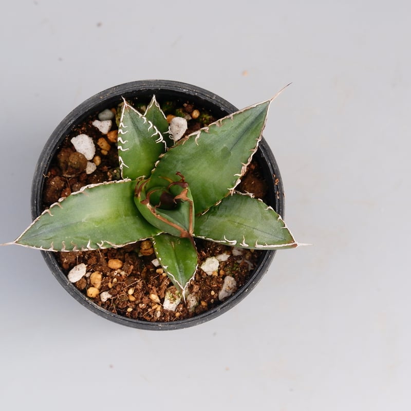 アガベ オテロイ 実生株 Agave oteroi seeding 077 | Sunny