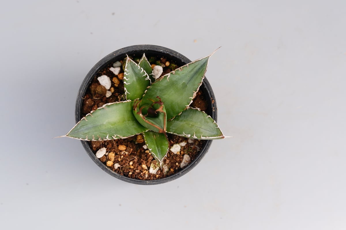 アガベ オテロイ 実生株 Agave oteroi seeding 077 | Sunny