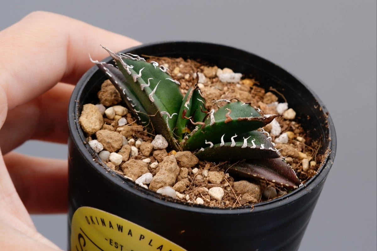 アガベ チタノタ シーザー Agave titanota caesar 072 | Sunny
