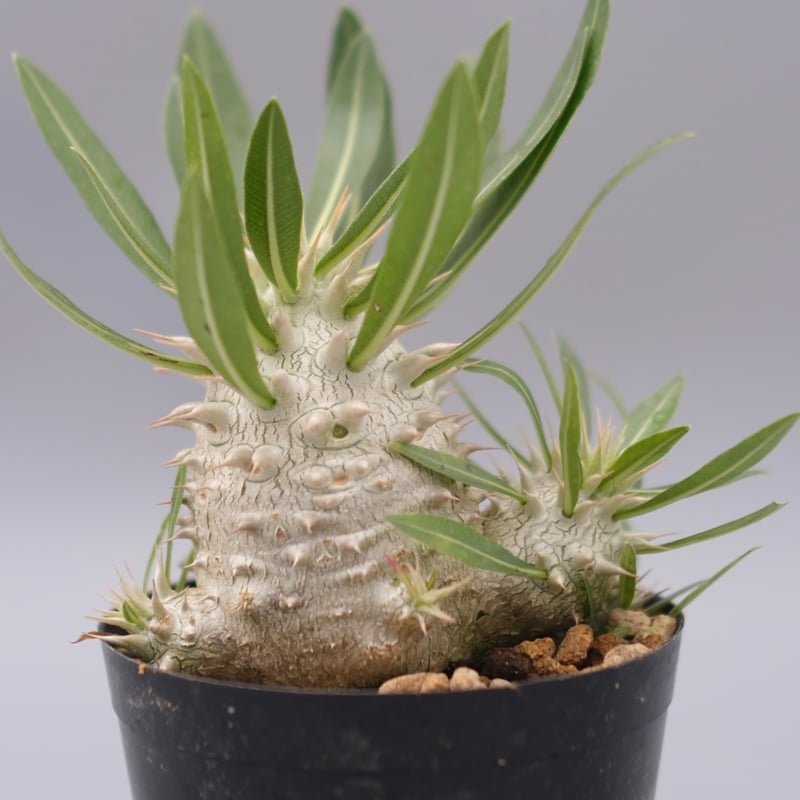 パキポディウム エブレネウム実生株001 Pachypodium eburneum | Su
