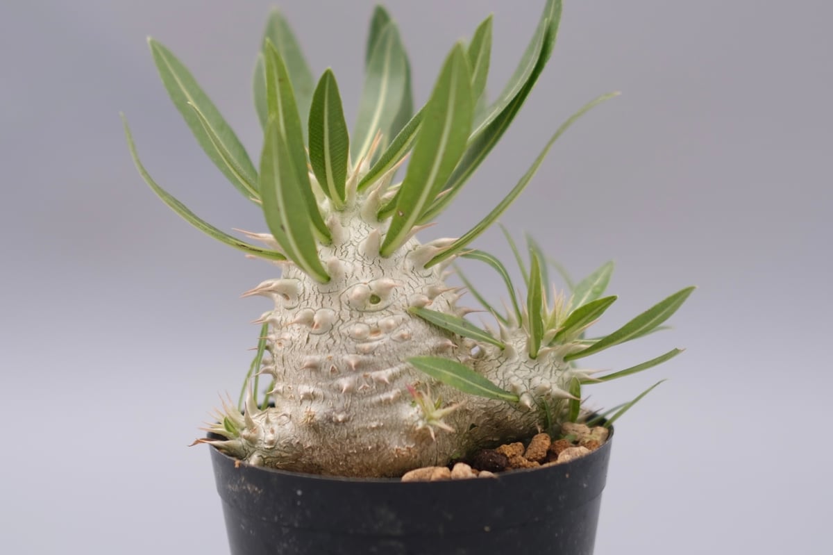 パキポディウム エブレネウム実生株001 Pachypodium eburneum | Su
