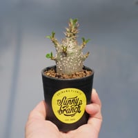 パキポディウム ウィンゾリー 実生株 117 Pachypodium windsorii |