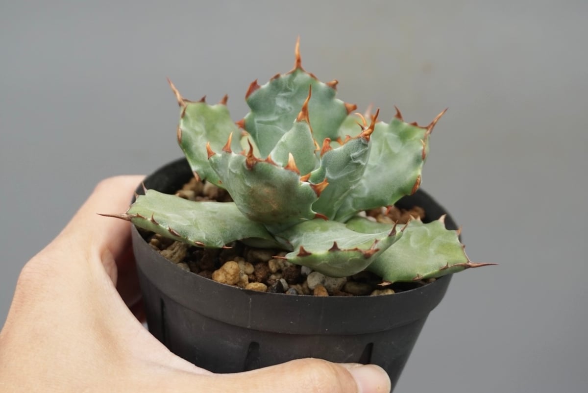 アガベ イシスメンシス 蝦蟹 Agave isthmensis | Sunny Branch