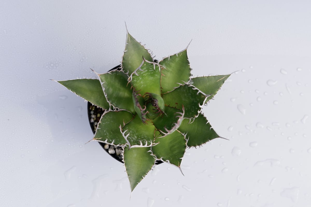 アガベホリダ極上株　Agave horrida No.AHRD010 アガベ ホリダ / Agave horrida ssp. horrida #6 | Ducks