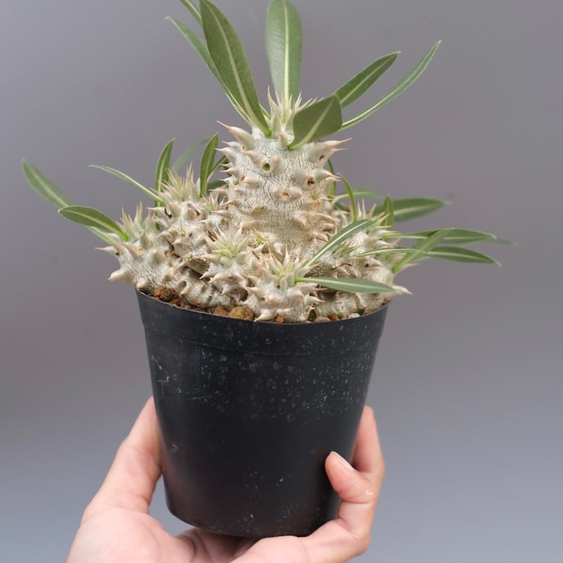 パキポディウム ホロンベンセ 実生株 005 Pachypodium horombense |