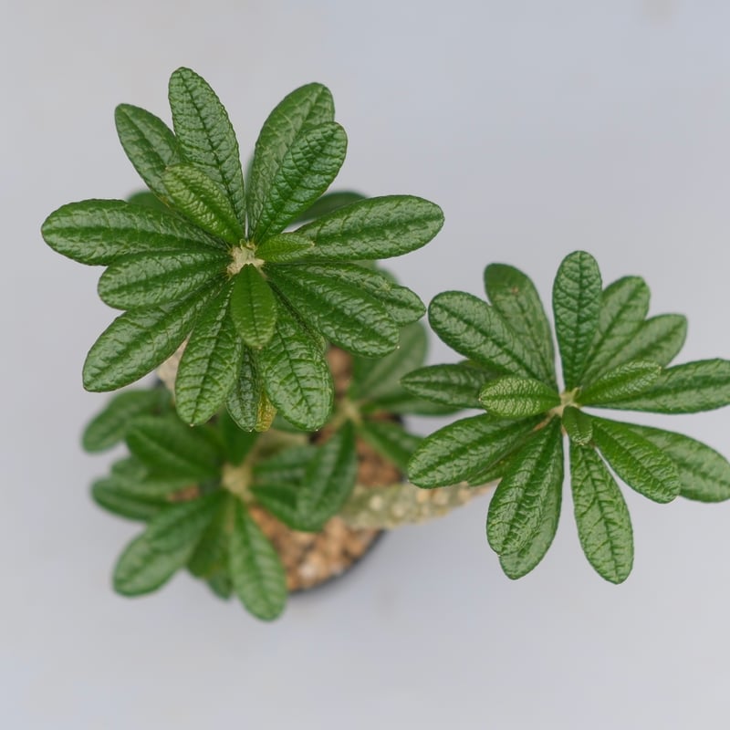 ドルステニア ギガス045 Dorstenia gigas | Sunny Branch