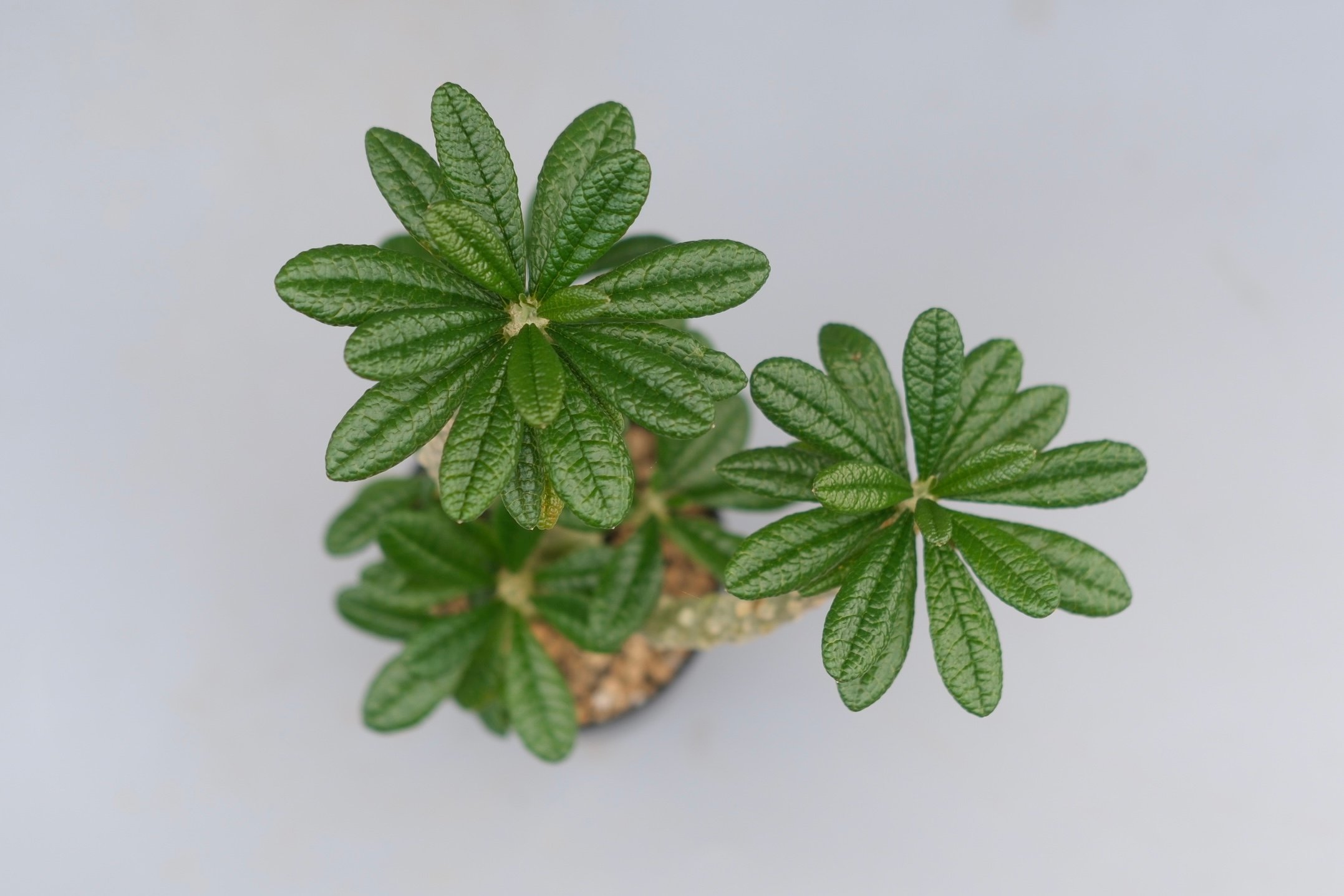 ドルステニア ギガス045 Dorstenia gigas | Sunny Branch