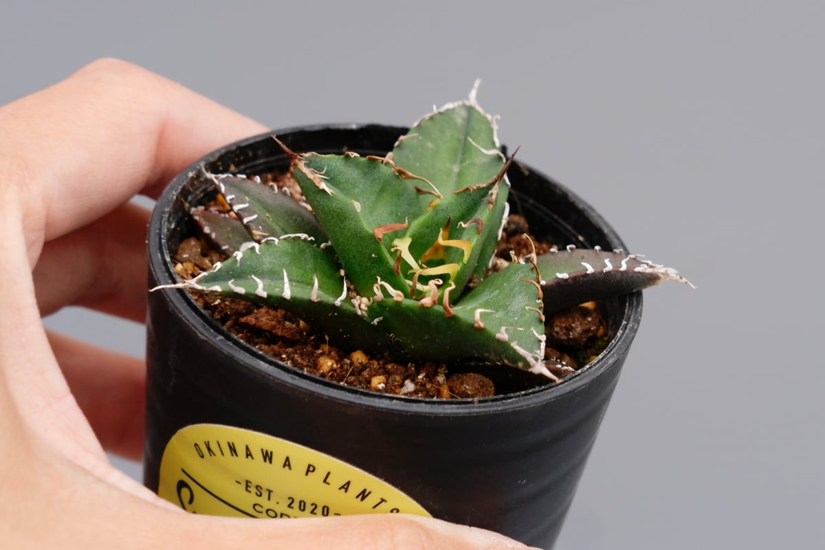 アガベ チタノタ シーザー Agave titanota caesar 093 | Sunny