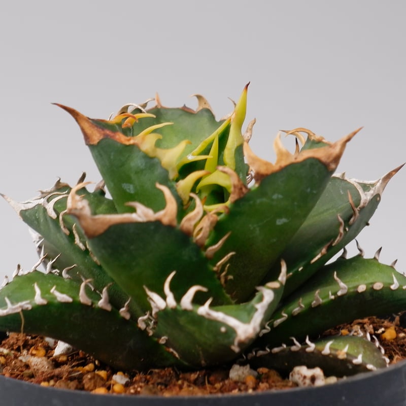 アガベ チタノタ レッドキャットウィーズル Agave titanota Red Catwee