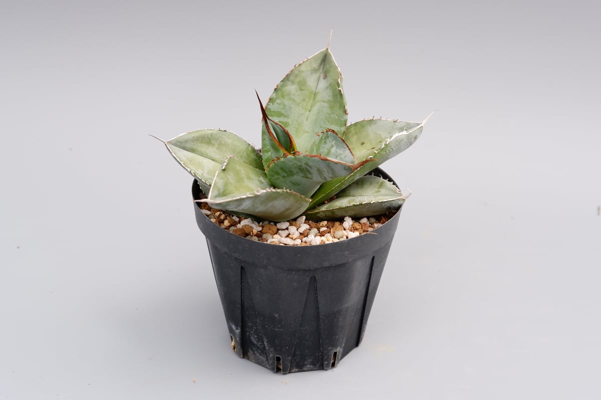 agave titanota black&bulue.white ice アガベ 多少の値下げは可能です。 アガベ チタノタ ホワイトアイス Agave titanota whiteice 018 |