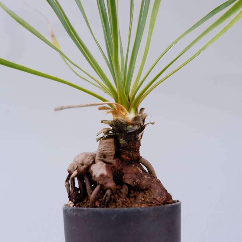 ユッカ ロストラータ 001【幹立ち】 Yucca Rostrata | Sunny Branch
