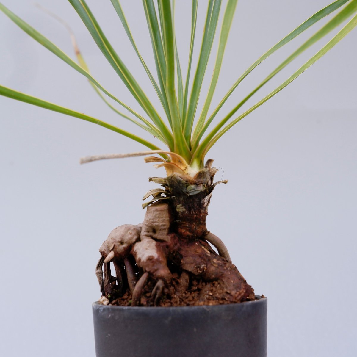 ユッカ ロストラータ 001【幹立ち】 Yucca Rostrata | Sunny Branch