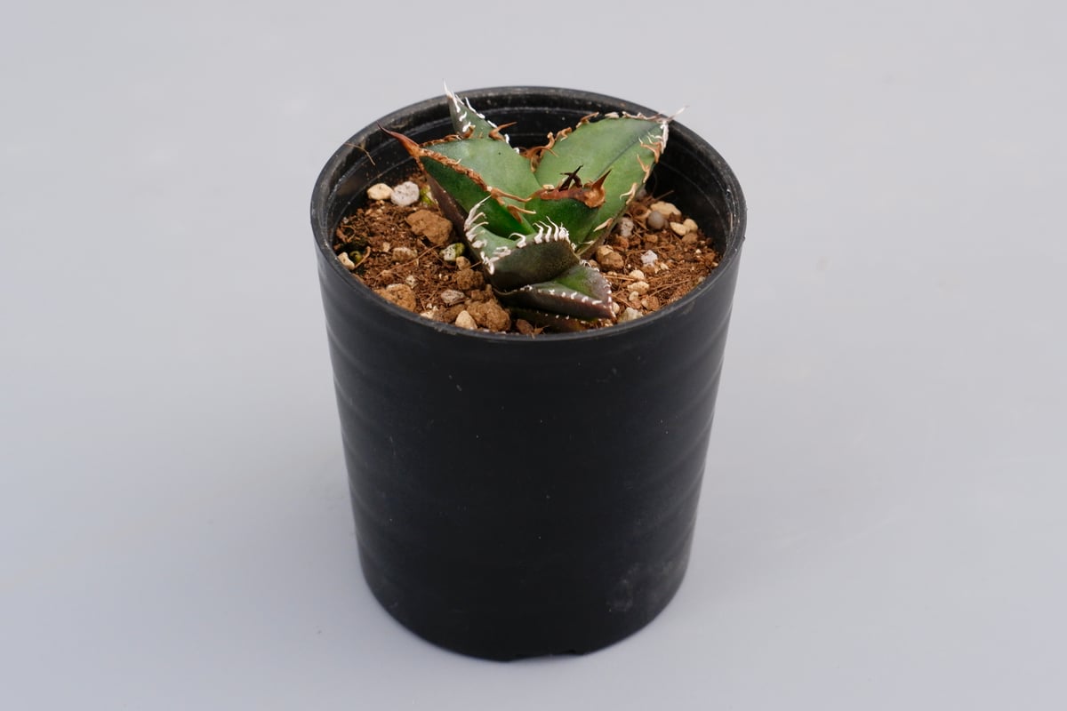 アガベ チタノタ シーザー Agave titanota caesar 066 | Sunny