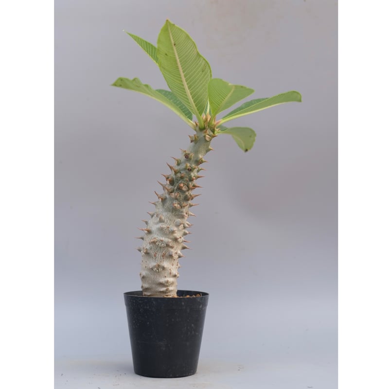 パキポディウム バロニー実生株033 Pachypodium baronii | Sunny