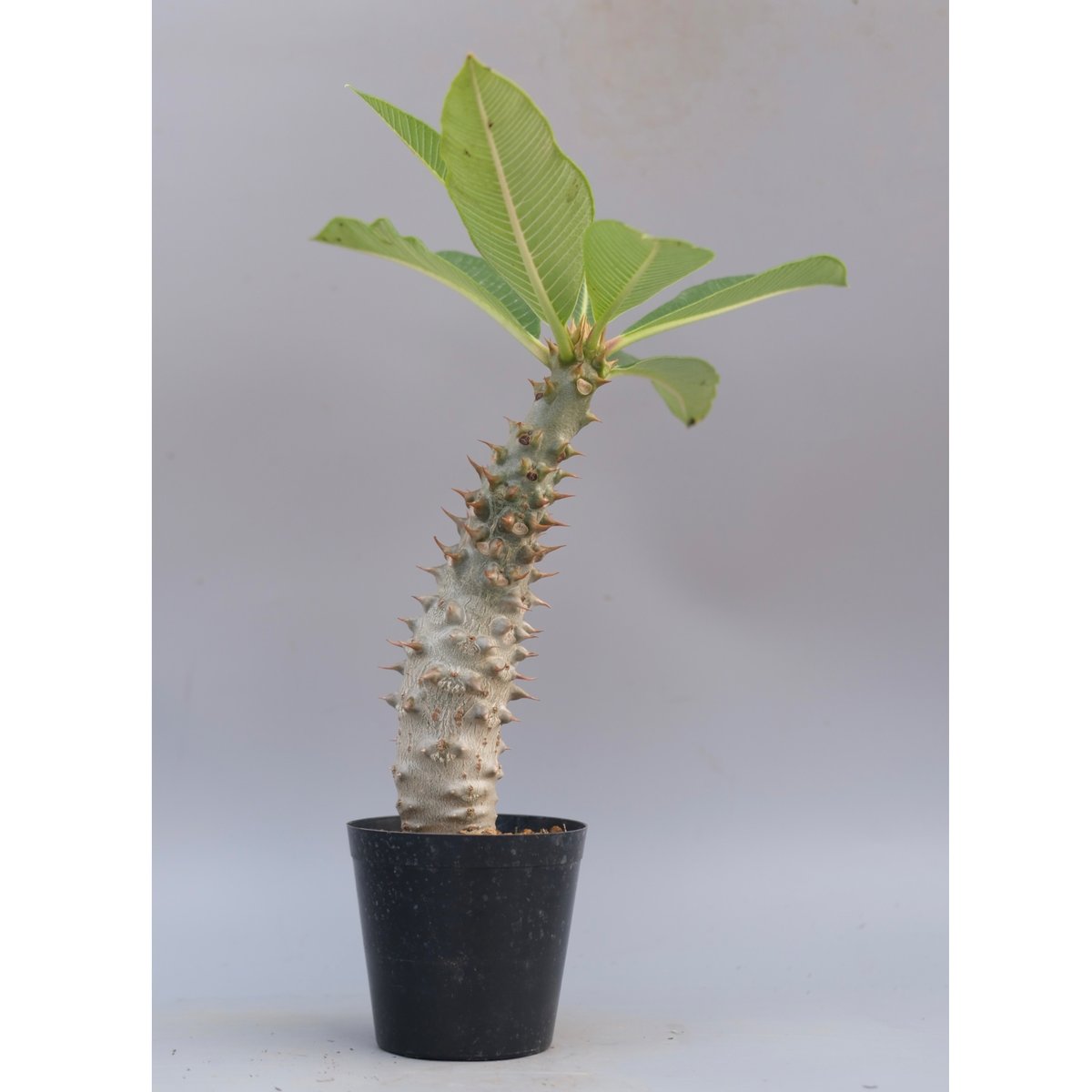 パキポディウム バロニー実生株033 Pachypodium baronii | Sunny