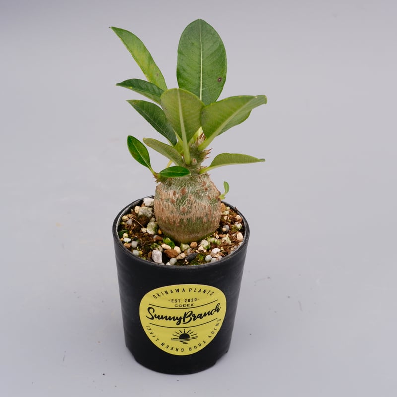 国内実生株 パキポディウム ウィンゾリー実生 24(グラキリス パキプス