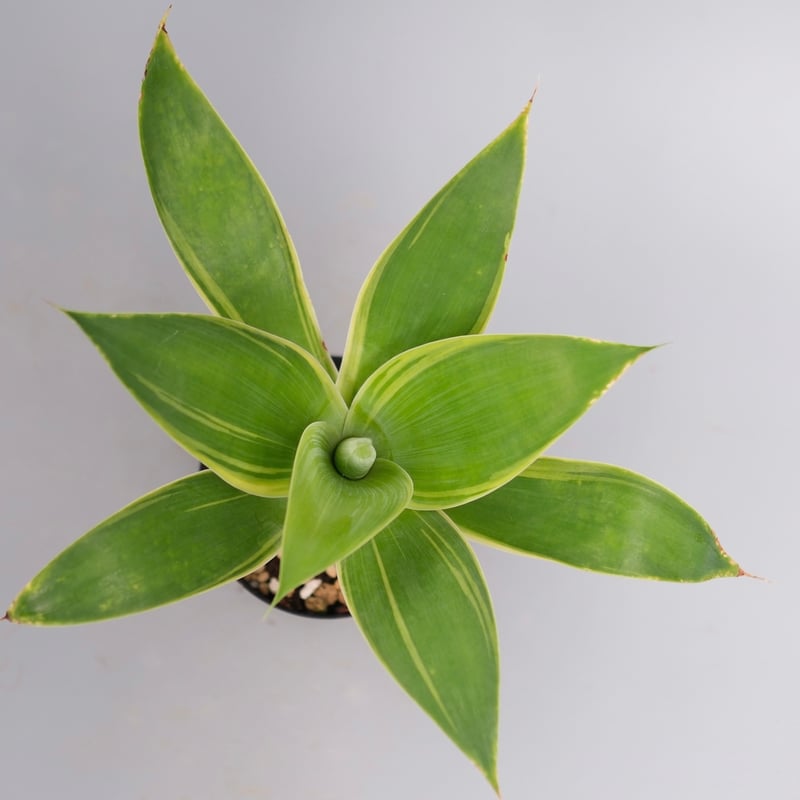 斑入り】アガべ アテナータ Agave attenuata 'Variegata' 004