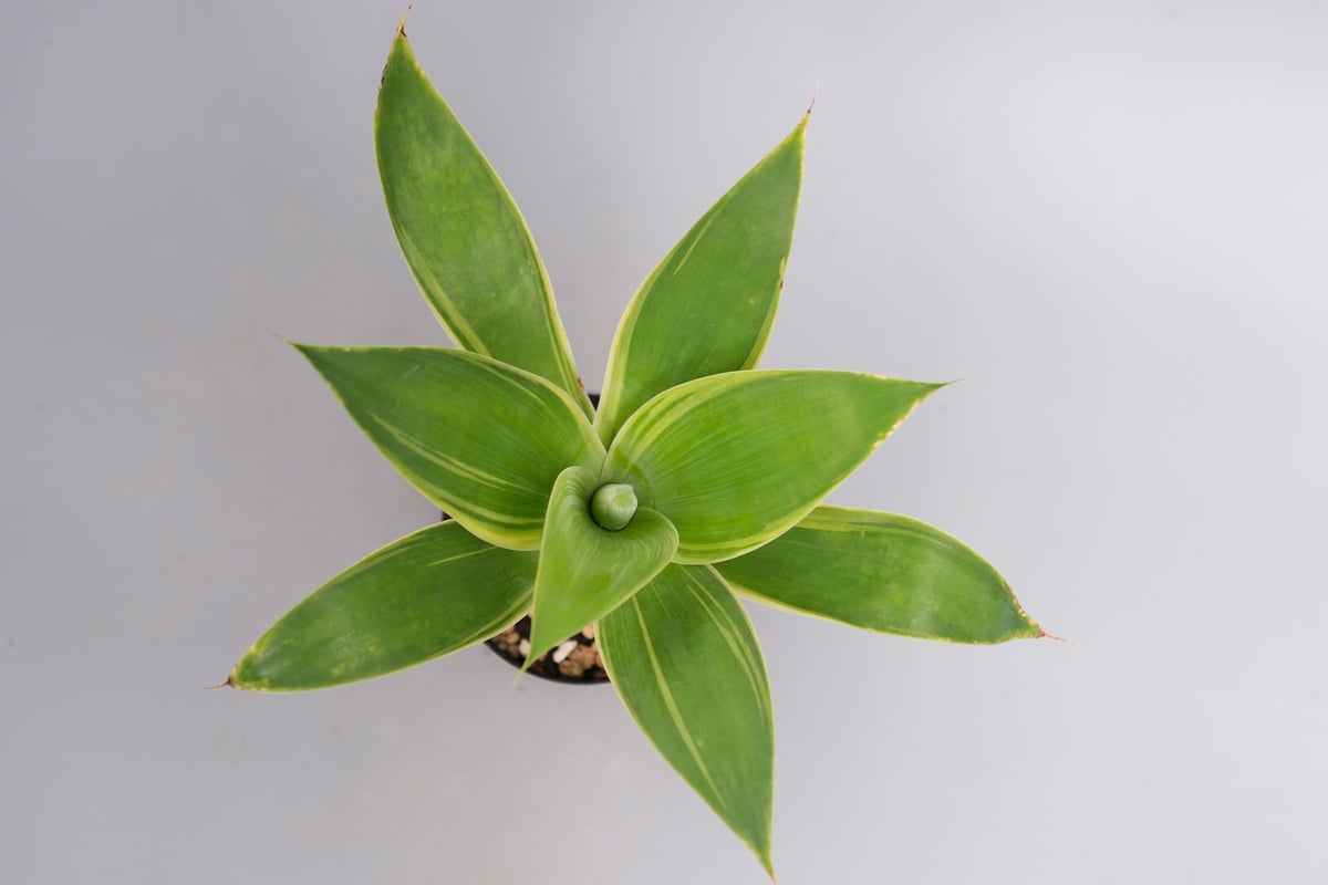 斑入り】アガべ アテナータ Agave attenuata 