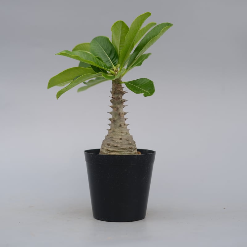 パキポディウム ウィンゾリー 実生株 076 Pachypodium windsorii |