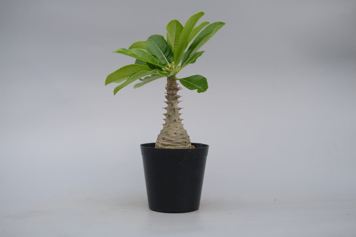 パキポディウム ウィンゾリー 実生 16 パキポディウム ウィンゾリー 実生 | hanayoshi-botanical