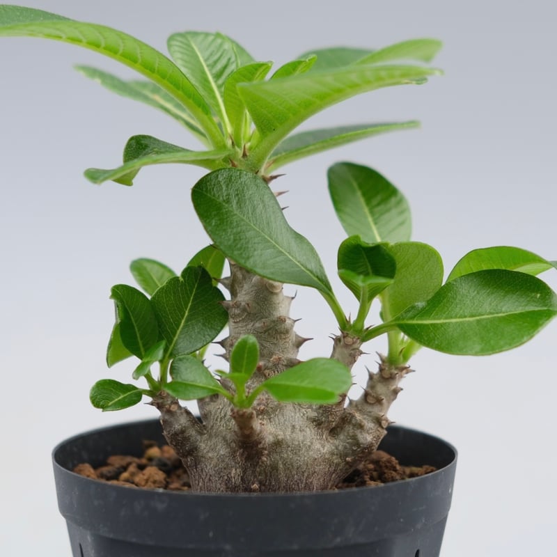 パキポディウム ウィンゾリー 実生株 039 Pachypodium windsorii |