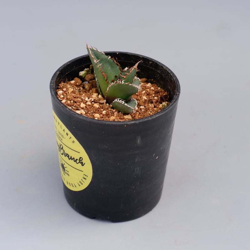 アガベ オテロイ 実生株 Agave oteroi seeding 084 | Sunny