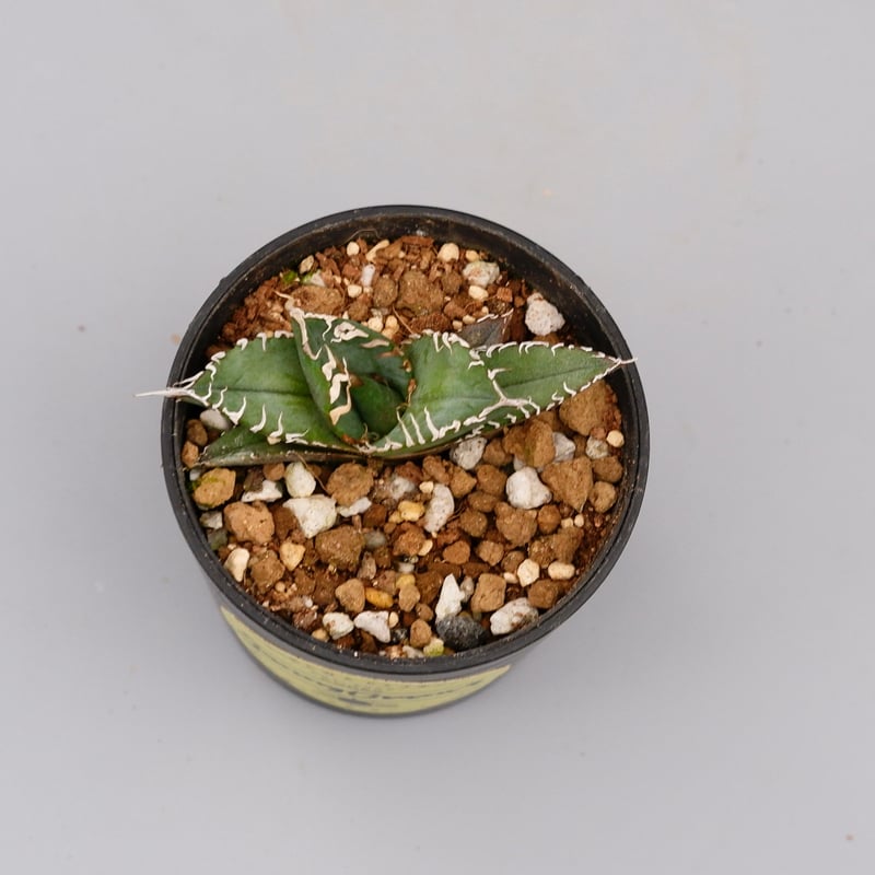 アガベ オテロイ 実生株 Agave oteroi seeding 090 | Sunny