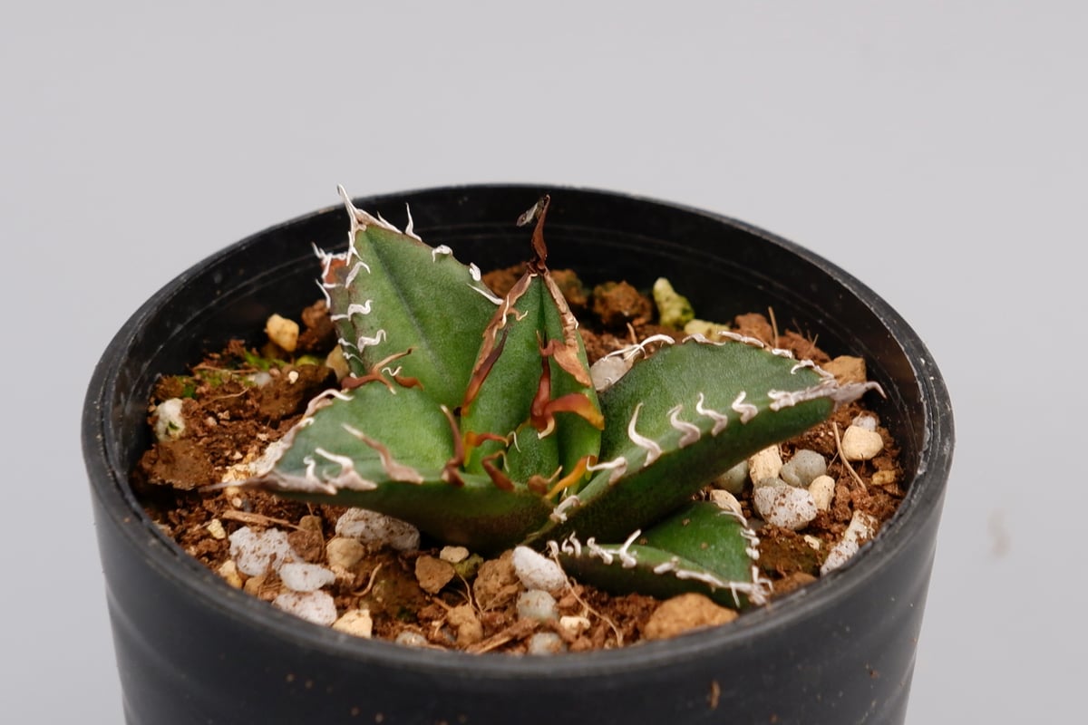 アガベ チタノタ シーザー Agave titanota caesar 055 | Sunny