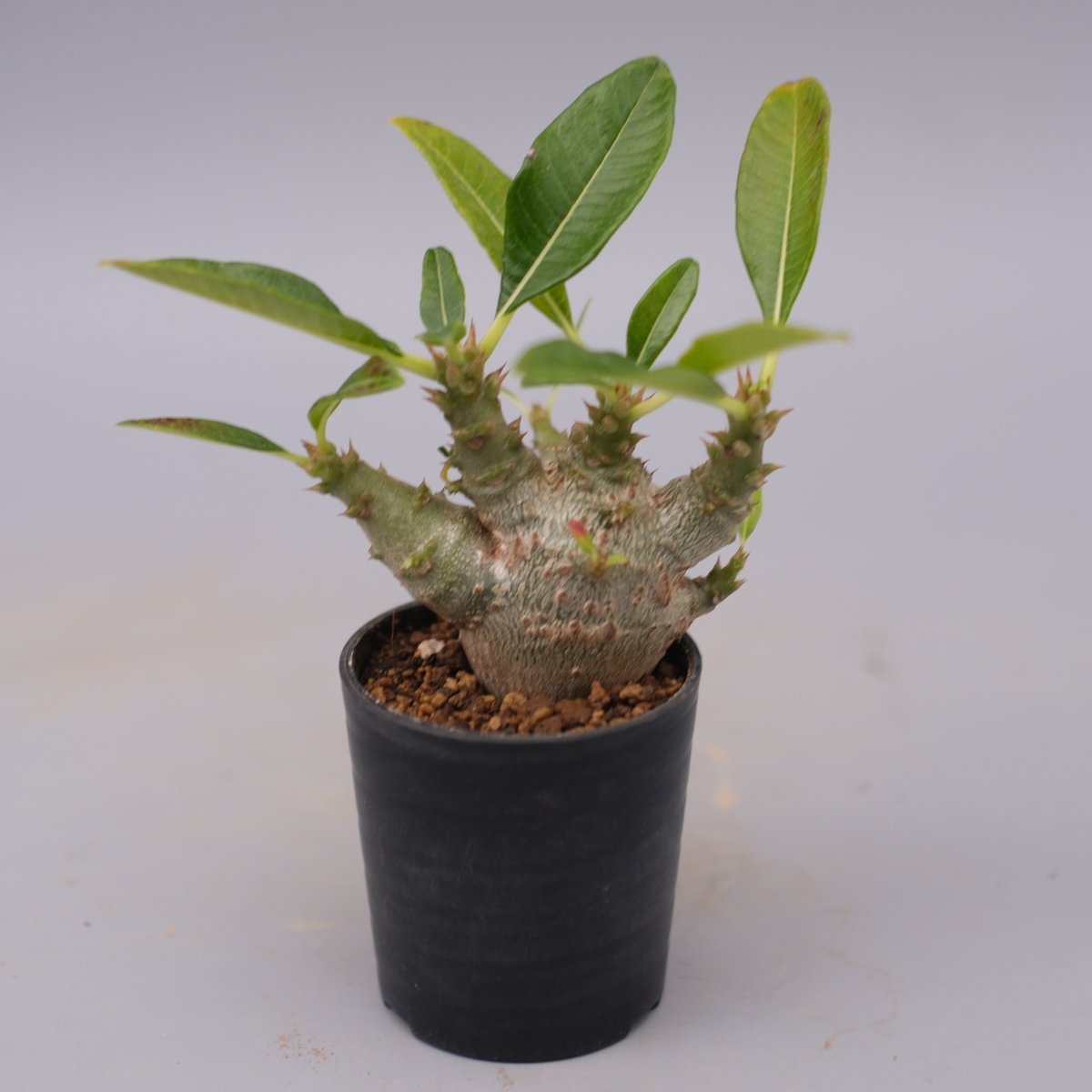 パキポディウム ウィンゾリー 実生株 101 Pachypodium windsorii |