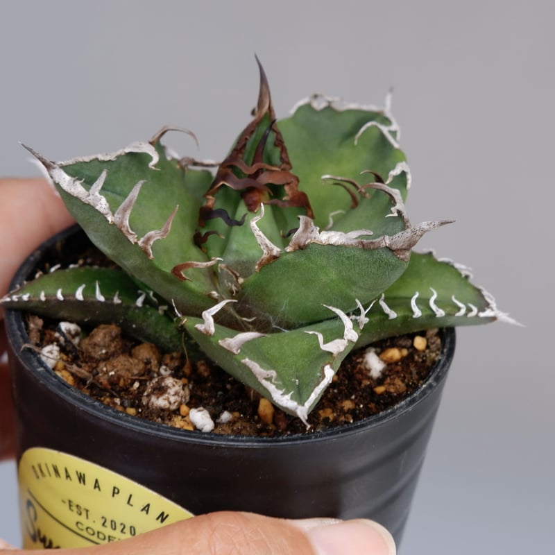 美株❗️ アガベ　チタノタ　シーザー　【5】 アガベ チタノタ シーザー 5株 【公式通販】