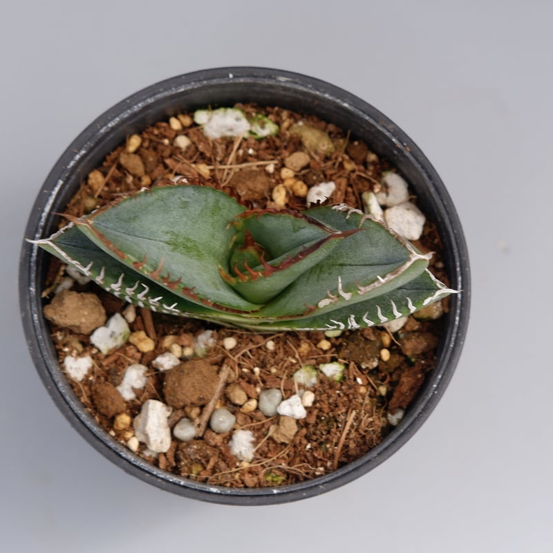 アガベ オテロイ 実生株 Agave oteroi seeding 037 | Sunny