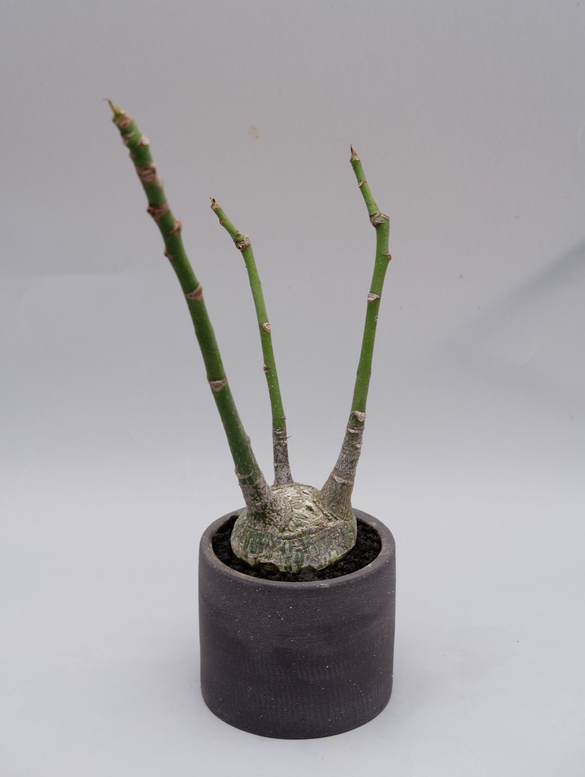 プセウド ボンバックス まん丸仕立て005 Pseudobombax ellipticum |