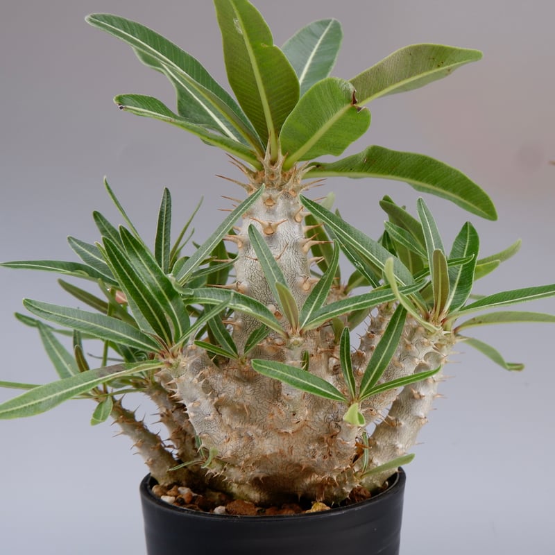 パキポディウム カクチペス 実生株 016 Pachypodium cactipes | Su