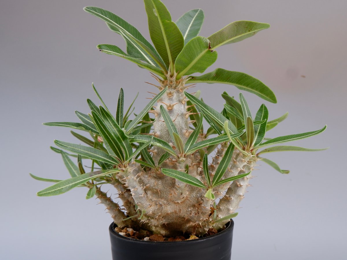 パキポディウム カクチペス 実生株 016 Pachypodium cactipes | Su