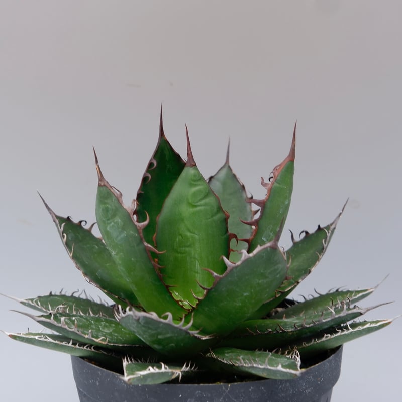 アガベ ホリダ 043 Agave horrida 強棘 | Sunny Branch