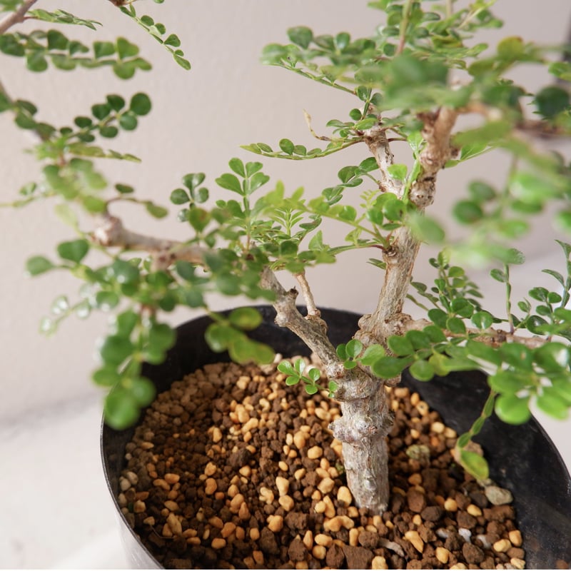 オペルクリカリア デカリー 8年目 オペルクリカリア デカリー | GREEN LUCK