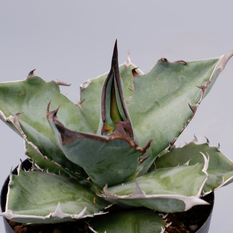 アガベ チタノタ ドワーフ 003 Agave titanota 'Dwarf' | Sunn